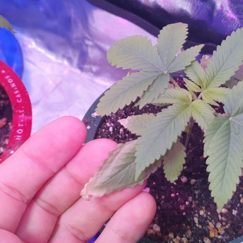 Fênix  growlog timeline photo