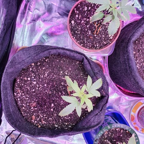 Fênix  growlog timeline photo