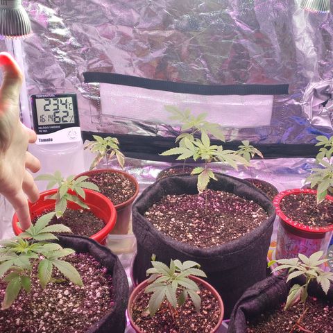 Fênix  growlog timeline photo