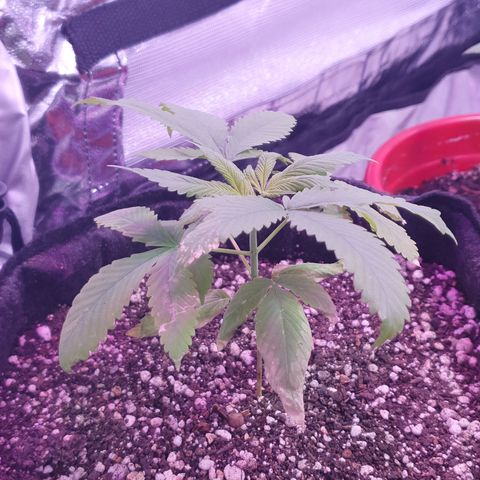 Fênix  growlog timeline photo