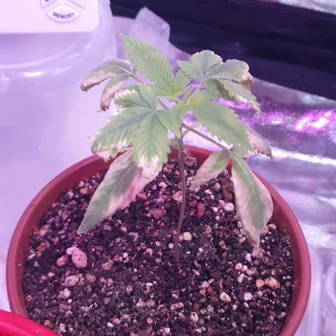 Fênix  growlog timeline photo