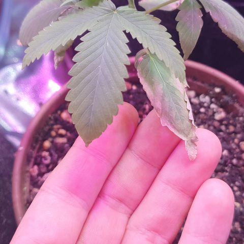 Fênix  growlog timeline photo