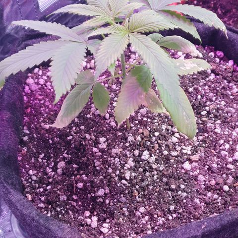 Fênix  growlog timeline photo