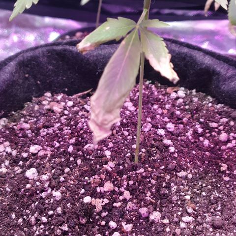 Fênix  growlog timeline photo