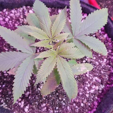 Fênix  growlog timeline photo