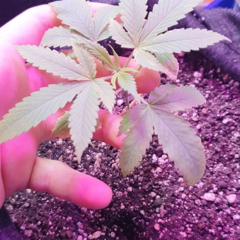 Fênix  growlog timeline photo