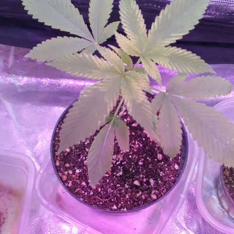 Fênix  growlog timeline photo
