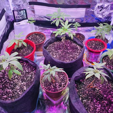 Fênix  growlog timeline photo