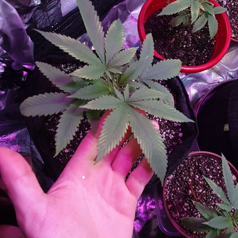 Fênix  growlog timeline photo