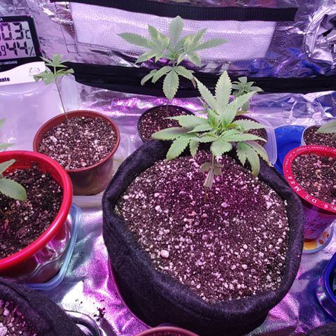 Fênix  growlog timeline photo