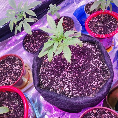 Fênix  growlog timeline photo