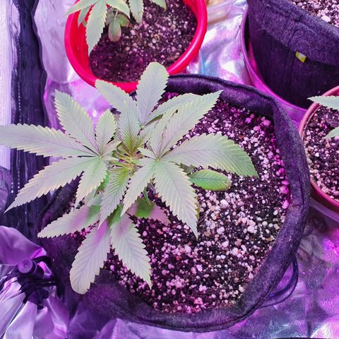 Fênix  growlog timeline photo