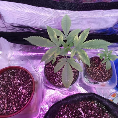 Fênix  growlog timeline photo