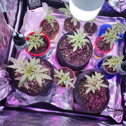 Fênix  growlog timeline photo