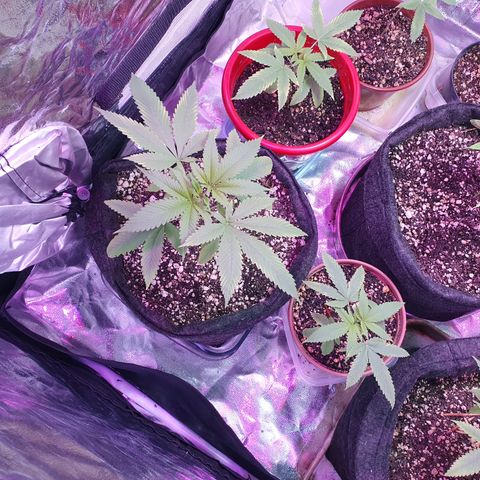 Fênix  growlog timeline photo