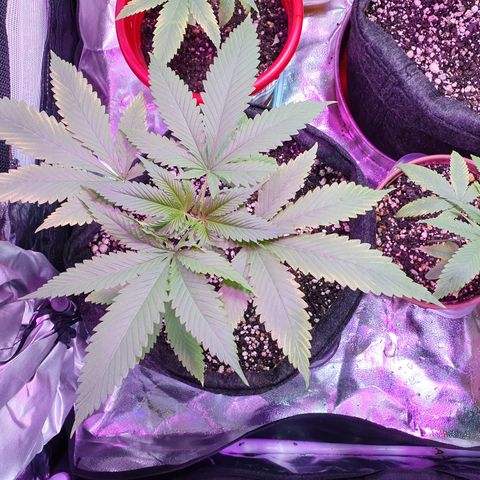 Fênix  growlog timeline photo