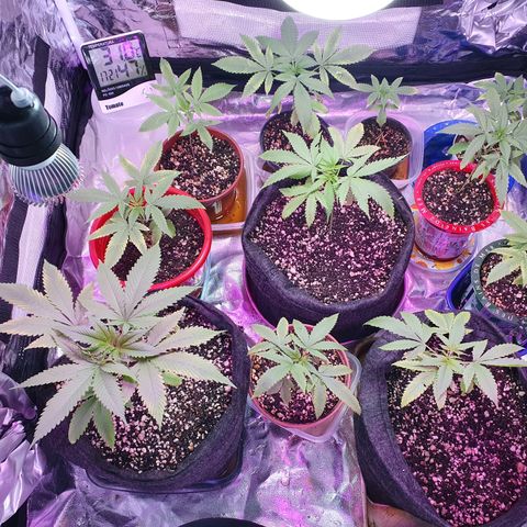 Fênix  growlog timeline photo