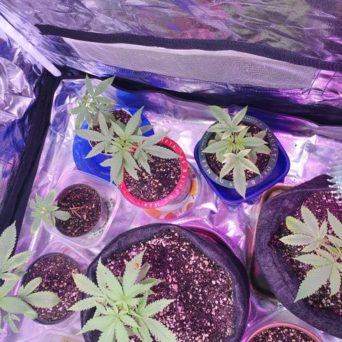 Fênix  growlog timeline photo