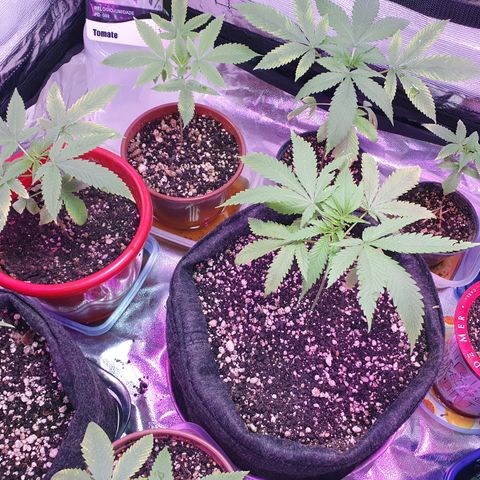 Fênix  growlog timeline photo