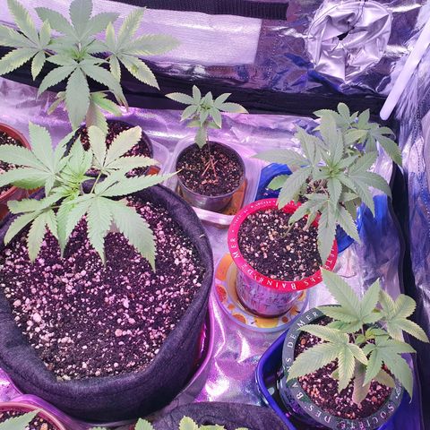 Fênix  growlog timeline photo