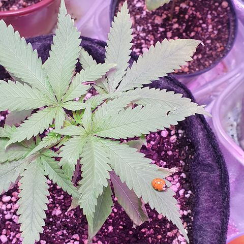 Fênix  growlog timeline photo