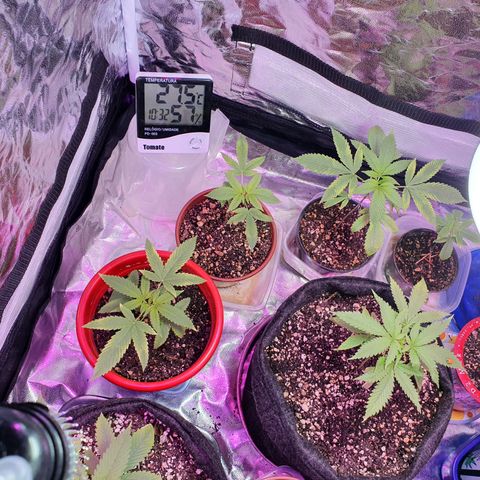 Fênix  growlog timeline photo