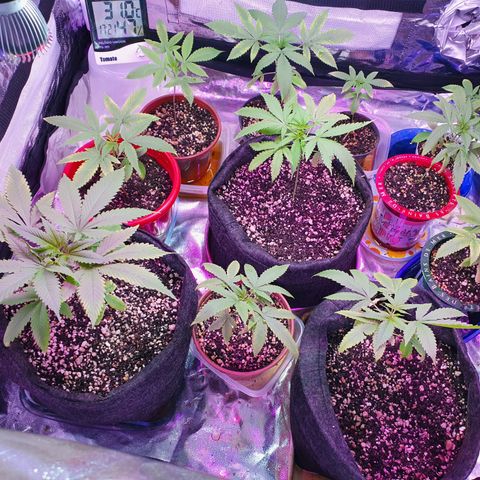 Fênix  growlog timeline photo