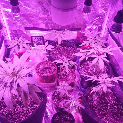 Fênix  growlog timeline photo