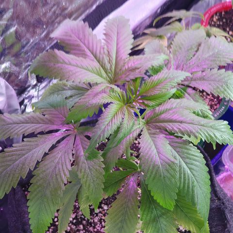 Fênix  growlog timeline photo