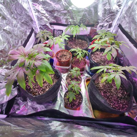 Fênix  growlog timeline photo