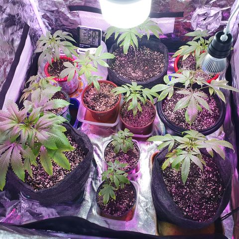 Fênix  growlog timeline photo