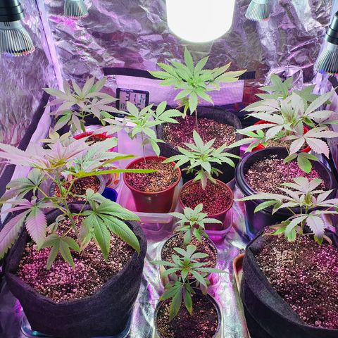 Fênix  growlog timeline photo