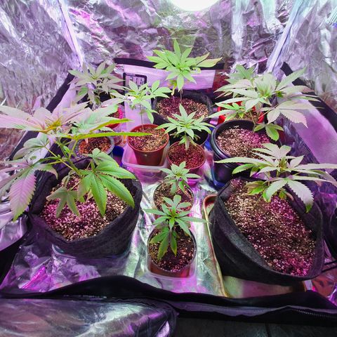 Fênix  growlog timeline photo