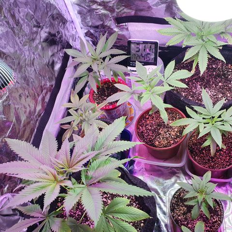 Fênix  growlog timeline photo