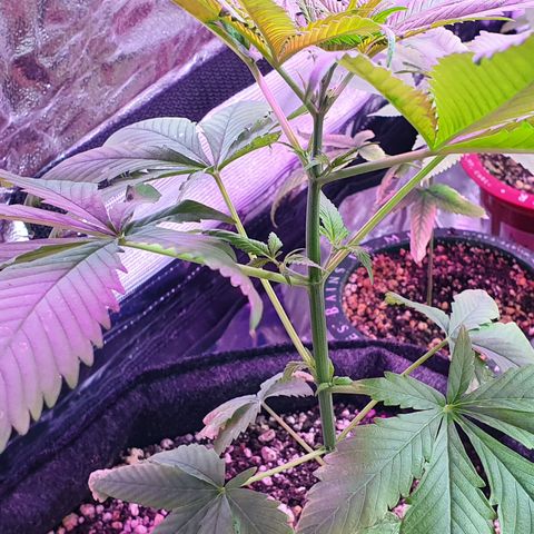 Fênix  growlog timeline photo