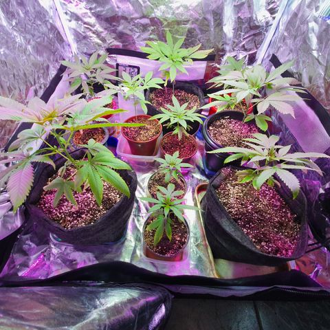 Fênix  growlog timeline photo