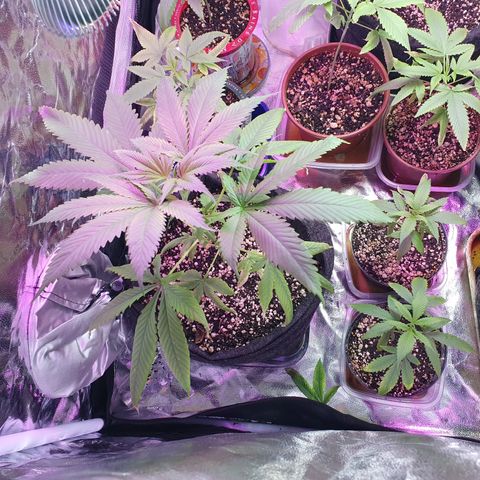 Fênix  growlog timeline photo