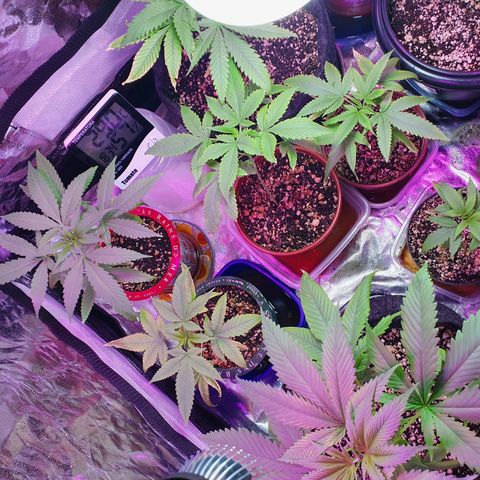 Fênix  growlog timeline photo