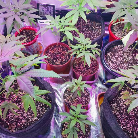 Fênix  growlog timeline photo