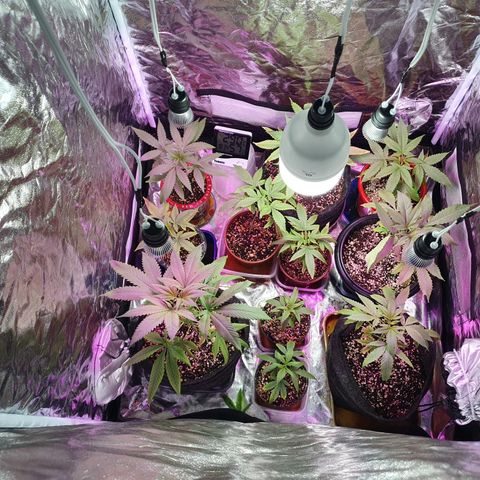 Fênix  growlog timeline photo