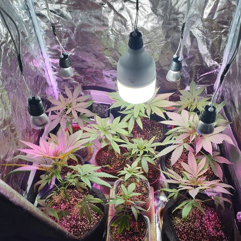 Fênix  growlog timeline photo