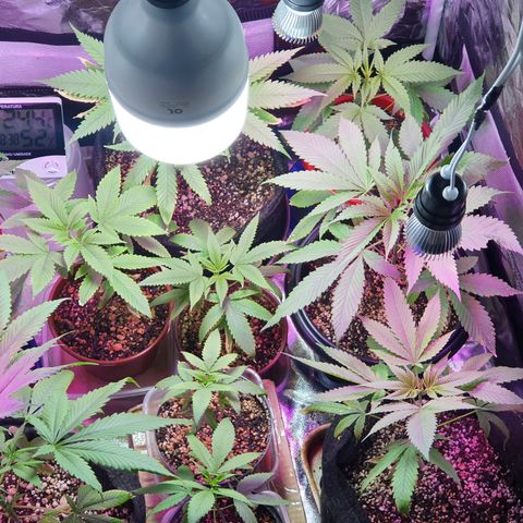 Fênix  growlog timeline photo
