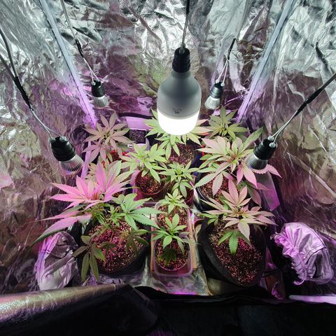 Fênix  growlog timeline photo