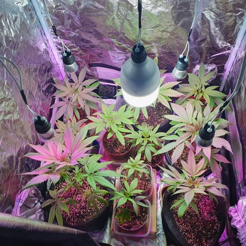 Fênix  growlog timeline photo