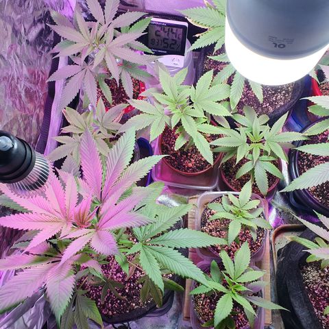 Fênix  growlog timeline photo