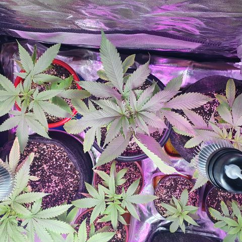 Fênix  growlog timeline photo