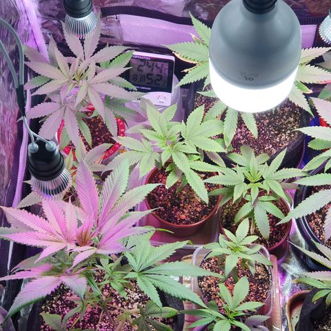 Fênix  growlog timeline photo