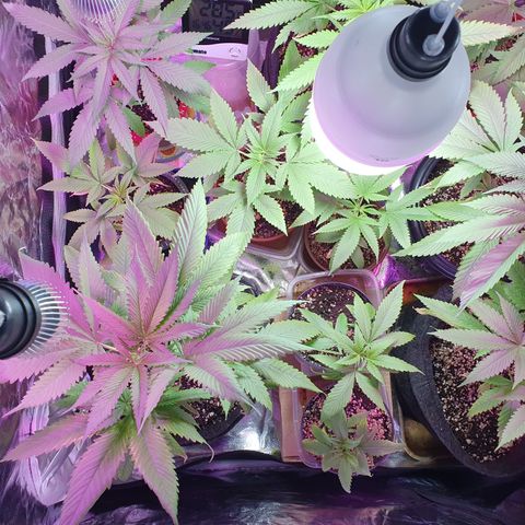 Fênix  growlog timeline photo