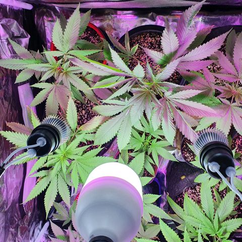 Fênix  growlog timeline photo