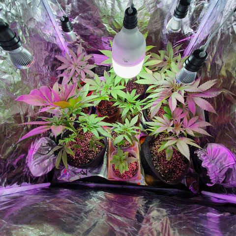 Fênix  growlog timeline photo